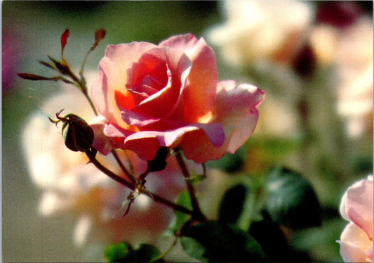 Vintage Postcard Photo Of Beautiful Pink Roses Colorado Springs Unposted