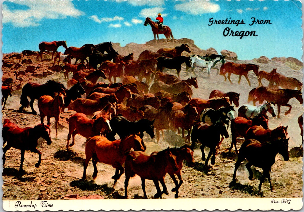 Vintage Postcard A Herd Of Horses At Roundup Time Greetings From Oregon Unposted