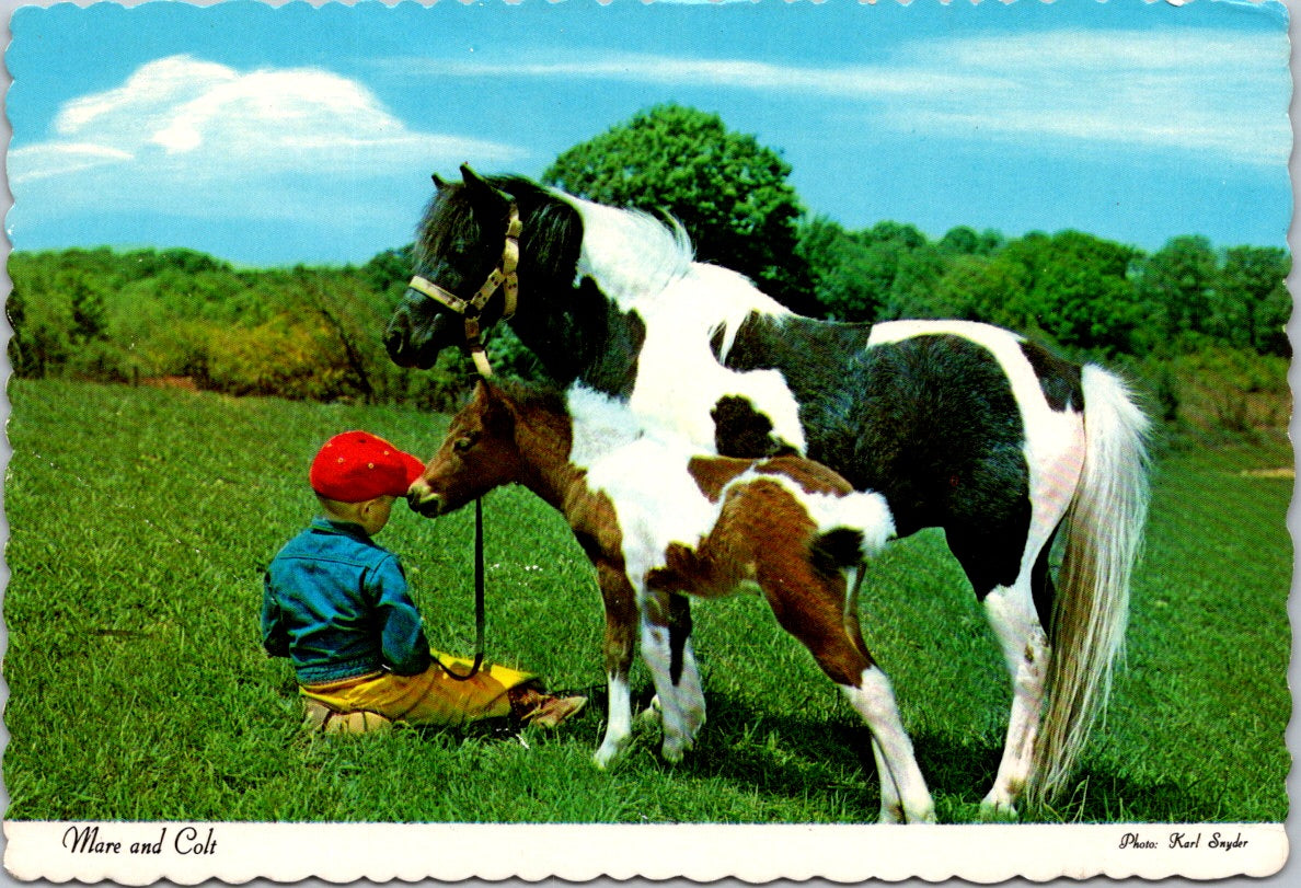 Vintage Postcard Boy With Mare And Colt By Karl Snyder Unposted