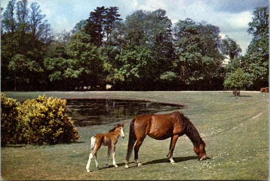 Vintage Postcard Mare And Foal Lyndhurst New Forest Hampshire England Unposted