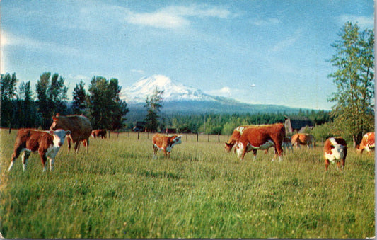 Vintage Postcard Cattle Ranch Central Washington East Of Mount Adams Unposted