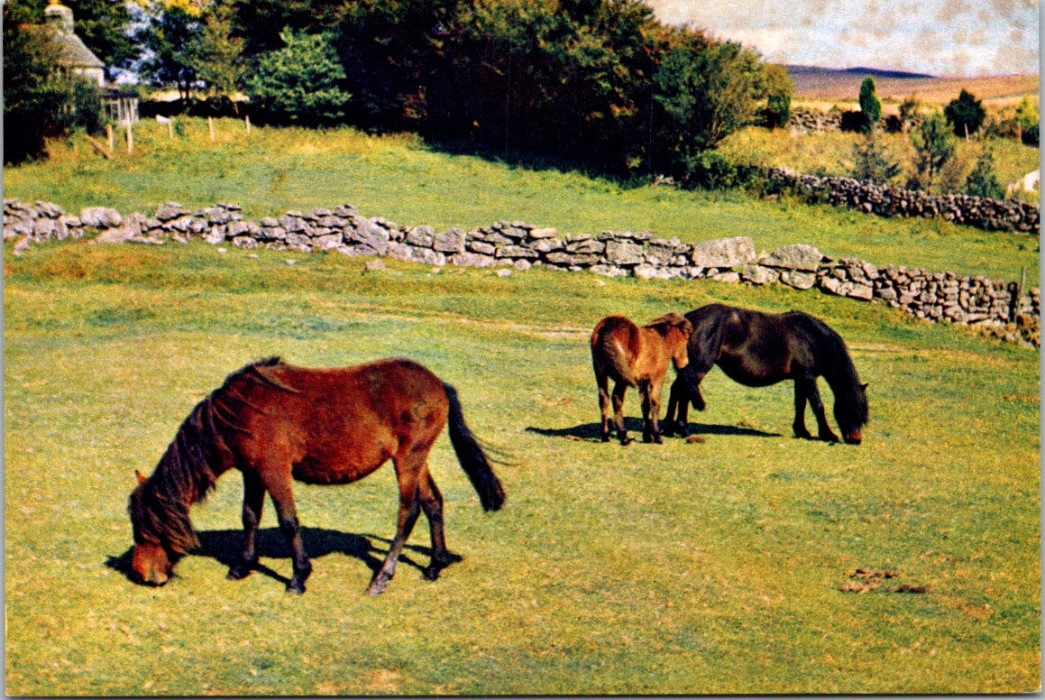 Vintage Postcard Dartmoor Ponies England United Kingdom Unposted