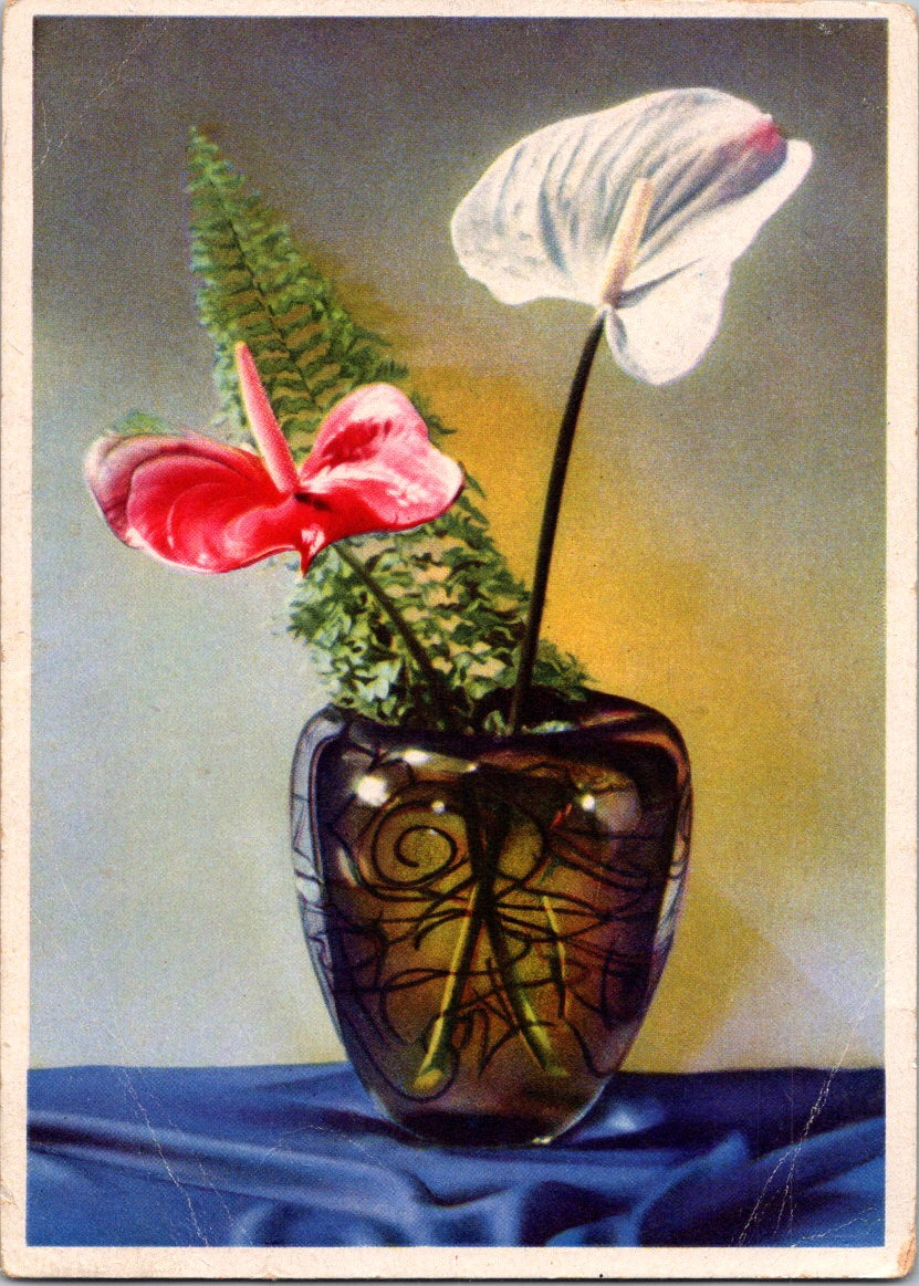 Vintage Postcard Beautiful Red White Anthurium Flowers Laceleaf Unposted