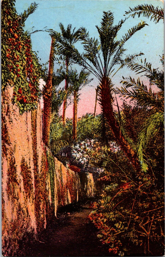 Vintage Postcard Artistic Flora Alee Of Palm Trees French Riviera France Unposte