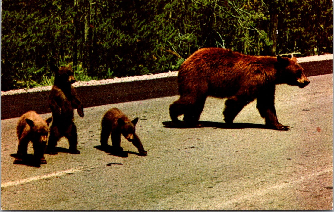 Vintage Postcard American Black And Bear Cubs Yellowstone National Park Unposted