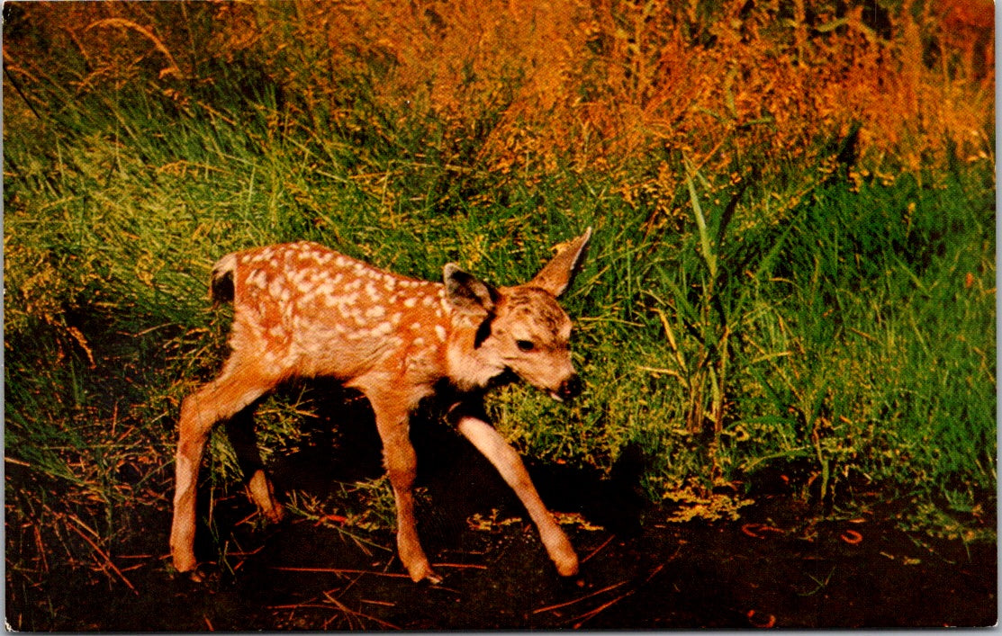 Vintage Postcard Mule Deer Fawn Yosemite National Park California Unposted