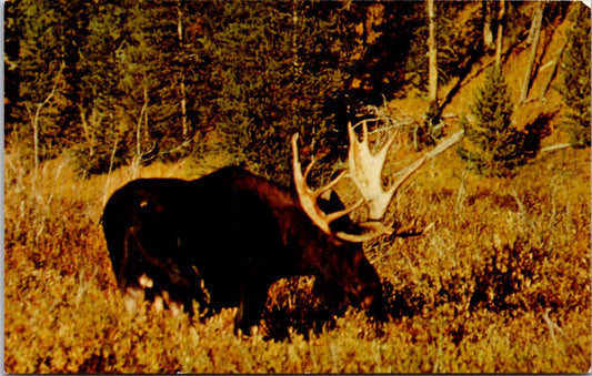 Vintage Postcard Bull Moose Yellowstone National Park Wyoming United States