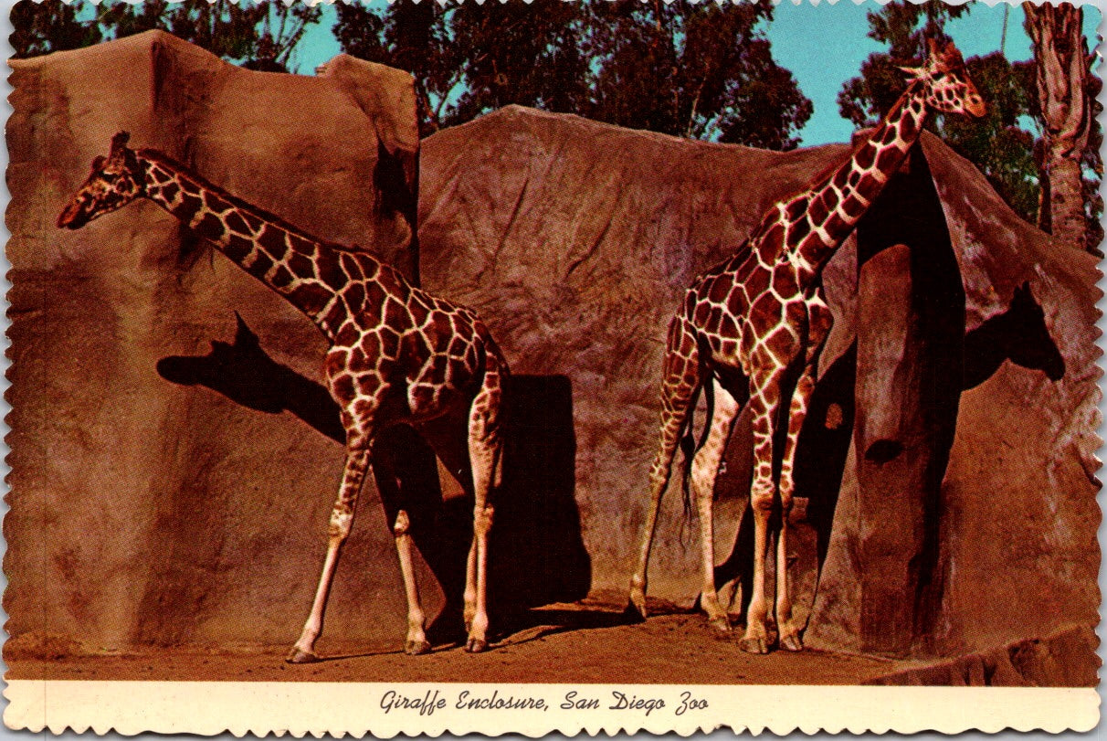 Vintage Postcard Giraffe Enclosure San Diego Zoo California United States