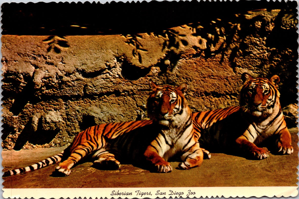 Vintage Postcard Siberian Tigers San Diego Zoo California United States Unposted