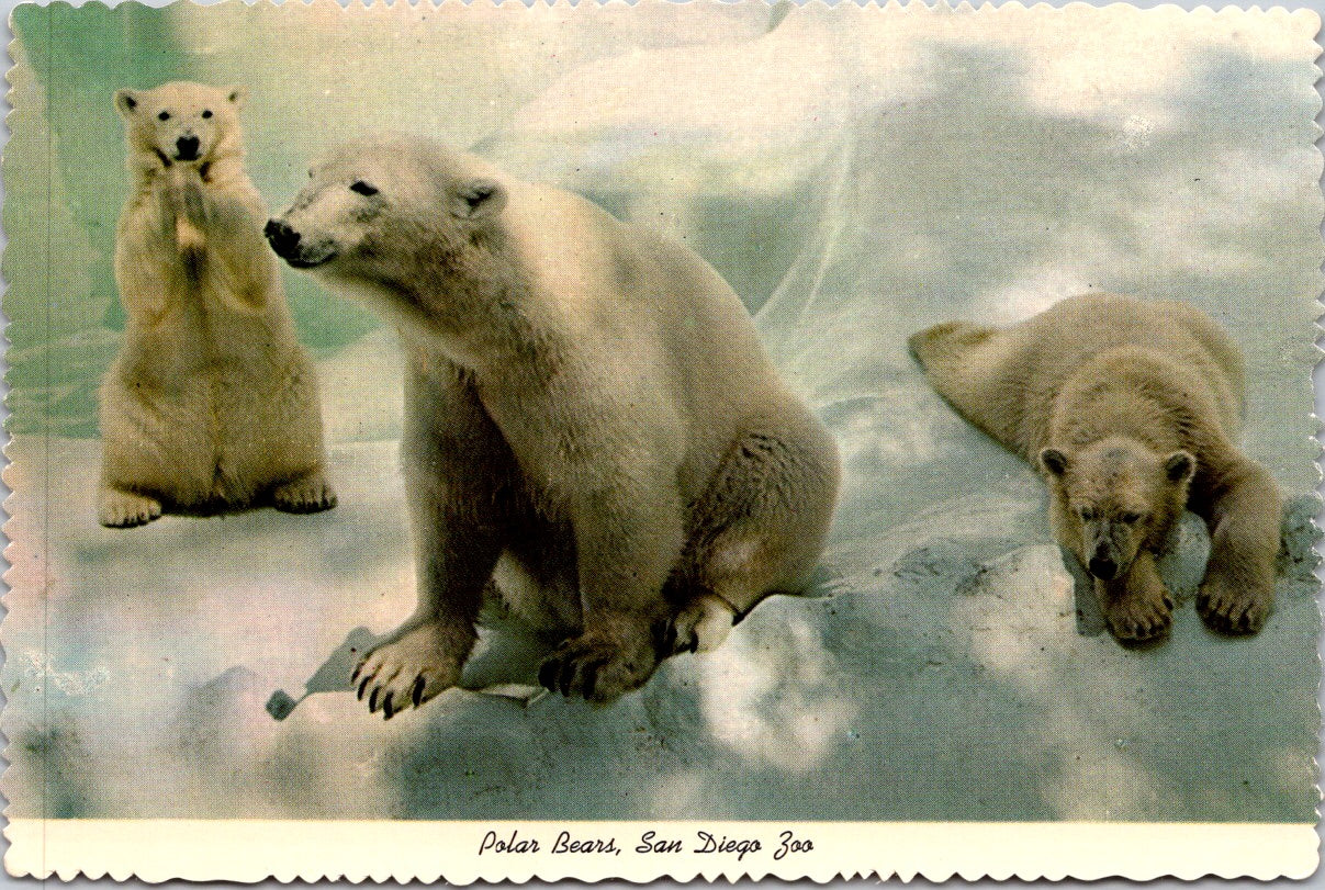 Vintage Postcard Polar Bears San Diego Zoo California United States Unposted