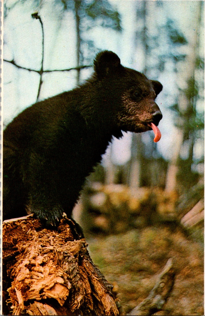 Vintage Postcard Bear Cub In Yellowstone National Park Wyoming Unposted