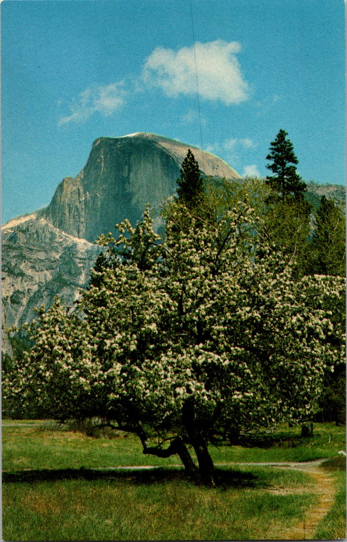 Vintage Postcard Half Dome Spring Yosemite National Park California Unposted