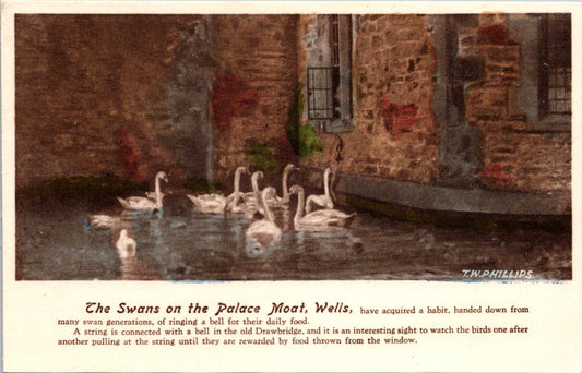 Vintage Postcard The Swans On The Palace Moats Wells England United Kingdom