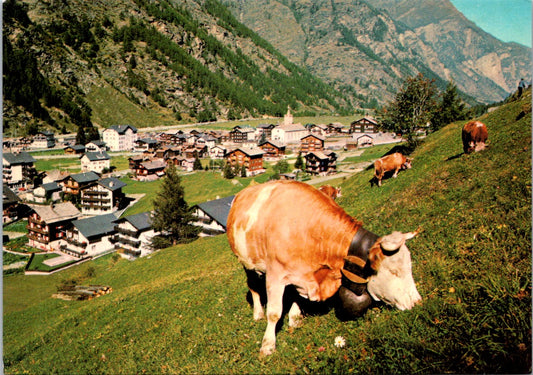 Vintage Postcard Photo Of Cows Tasch Switzerland Unposted