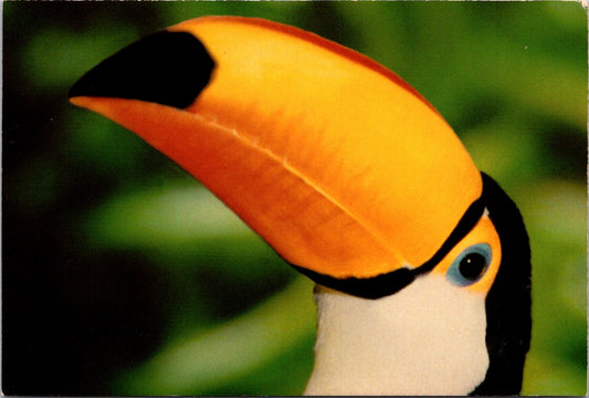 Vintage Postcard Toco Toucan San Diego Zoo California United States Unposted