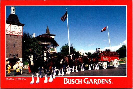 Vintage Postcard Anheuser Busch Clydesdales Florida United States Unposted