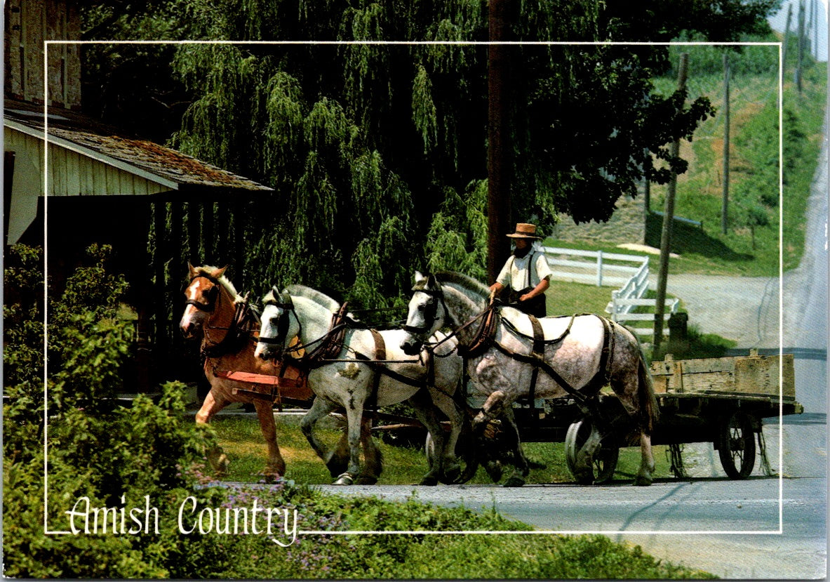 Vintage Postcard Horses Amish Counrty Pennsylvania United States Unposted