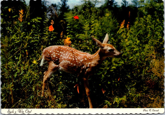 Vintage Postcard Photo Of A White Tail Fawn Unposted