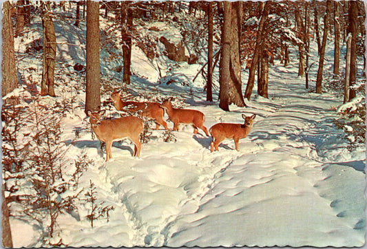 Vintage Postcard Deer In Deep Woods Alaska United States Unposted