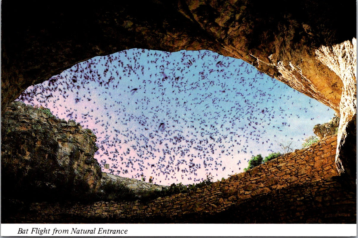 Vintage Postcard Bat Flight Carlsbad Caverns National Park New Mexico Unposted